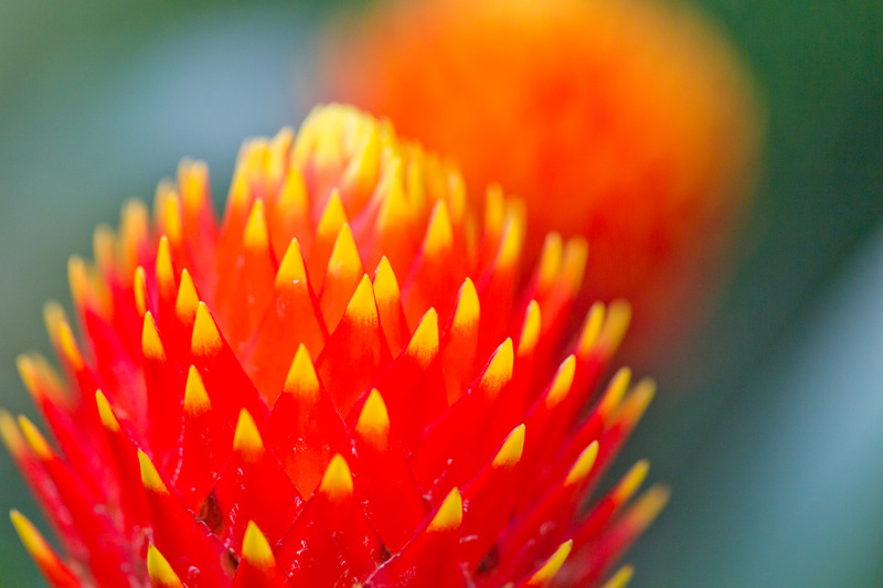 volgt, mij niet bekend