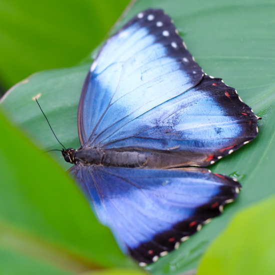 Hortus Botanicus Utrecht