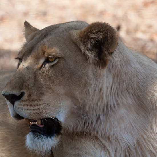 Witte Leeuwenprojekt