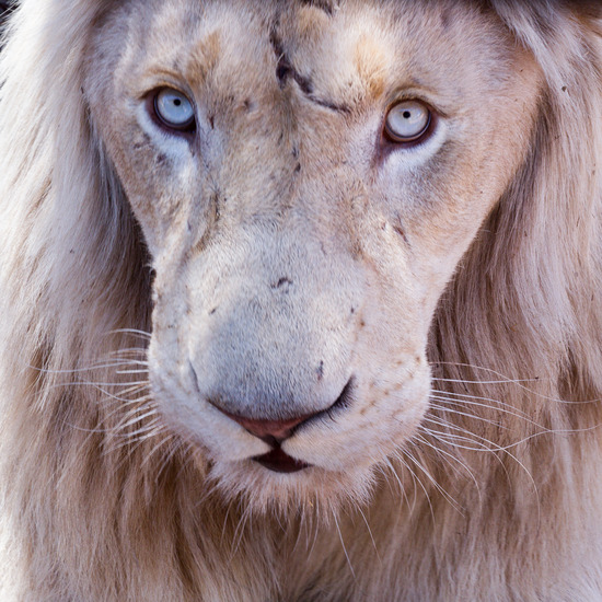 Witte Leeuwenprojekt