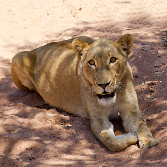 Witte Leeuwenprojekt