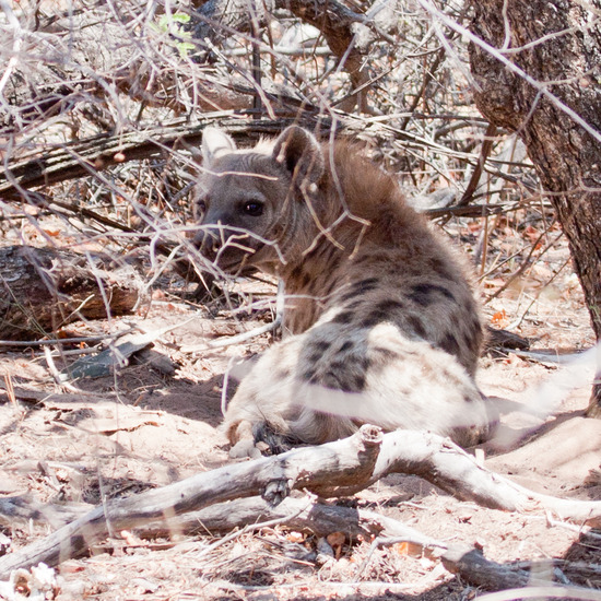 Witte Leeuwenprojekt