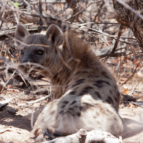 Witte Leeuwenprojekt