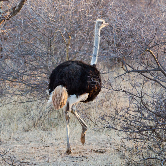 Struisvogel