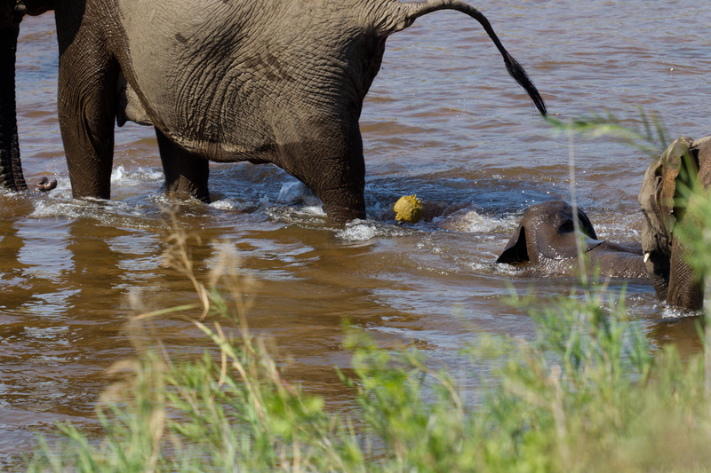 Overstekende Olifanten