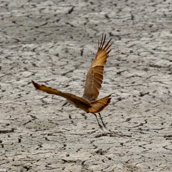 Hamerkop