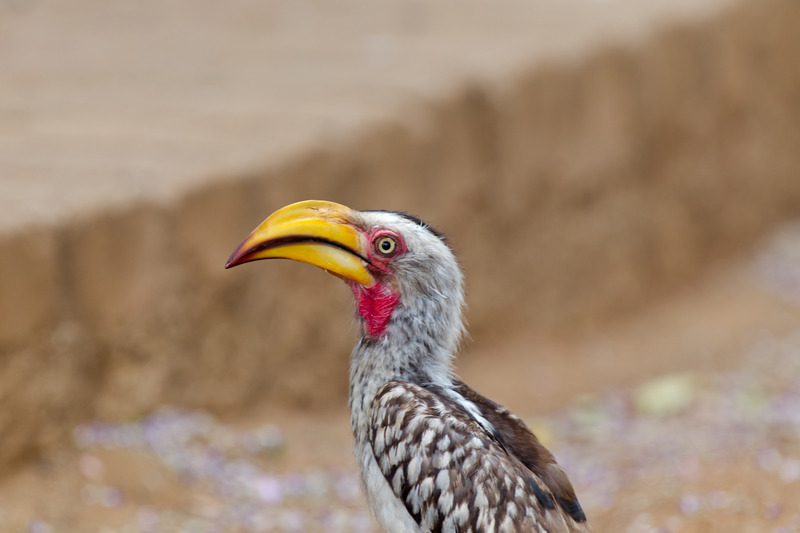 Zuidelijke geelsnaveltok