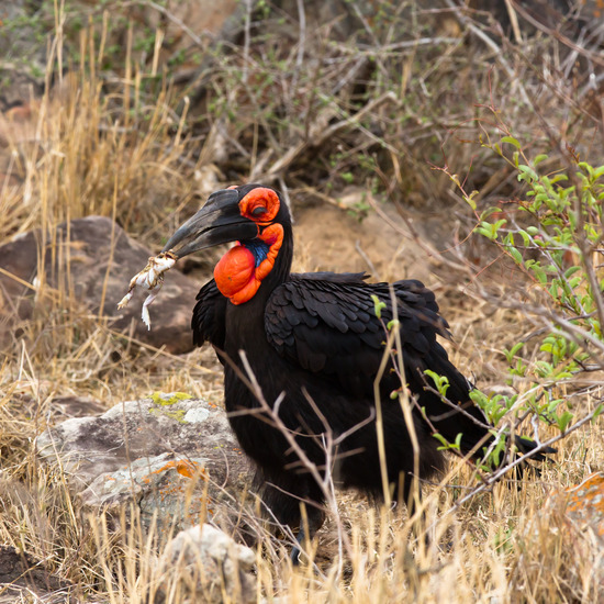 zuidelijke hoornraaf