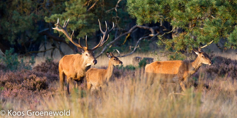 edelherten op de veluwe