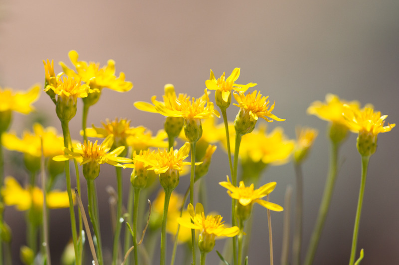 kom je overal tegen, is net onkruid
