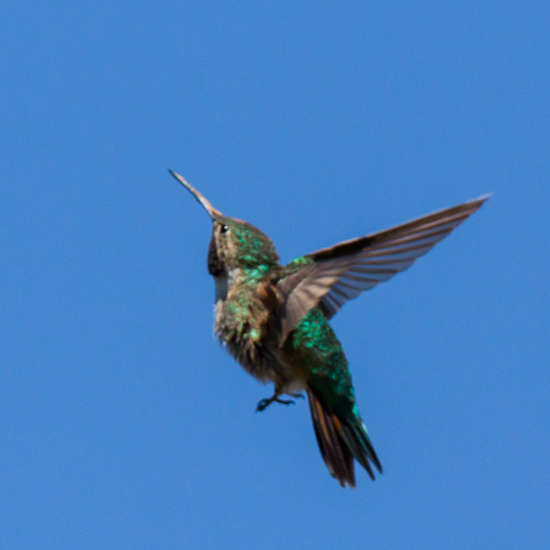 en toen vloog ie weg