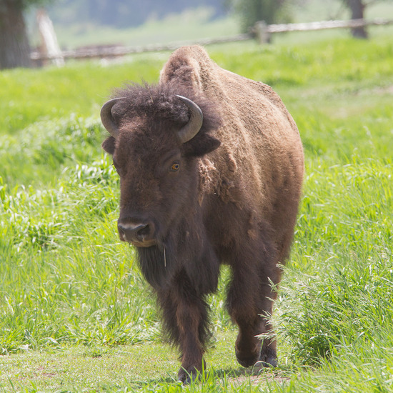 bison