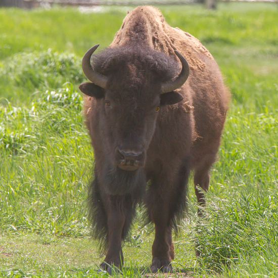 bison
