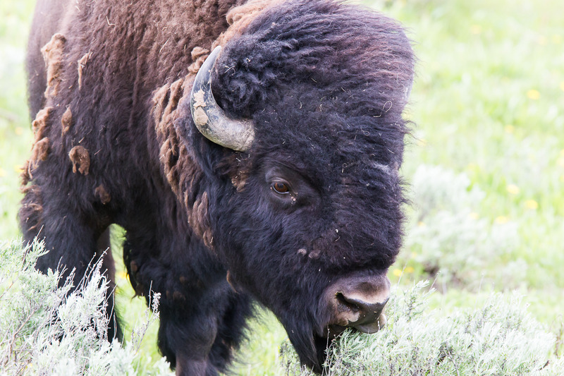 bison