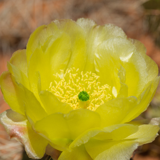 groeit daar op grote hoogte