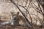 In het witte leeuwen project, ze zitten in Nederland in dierentuin Amersfoort