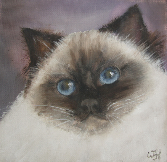 heilige birmaan Juliette