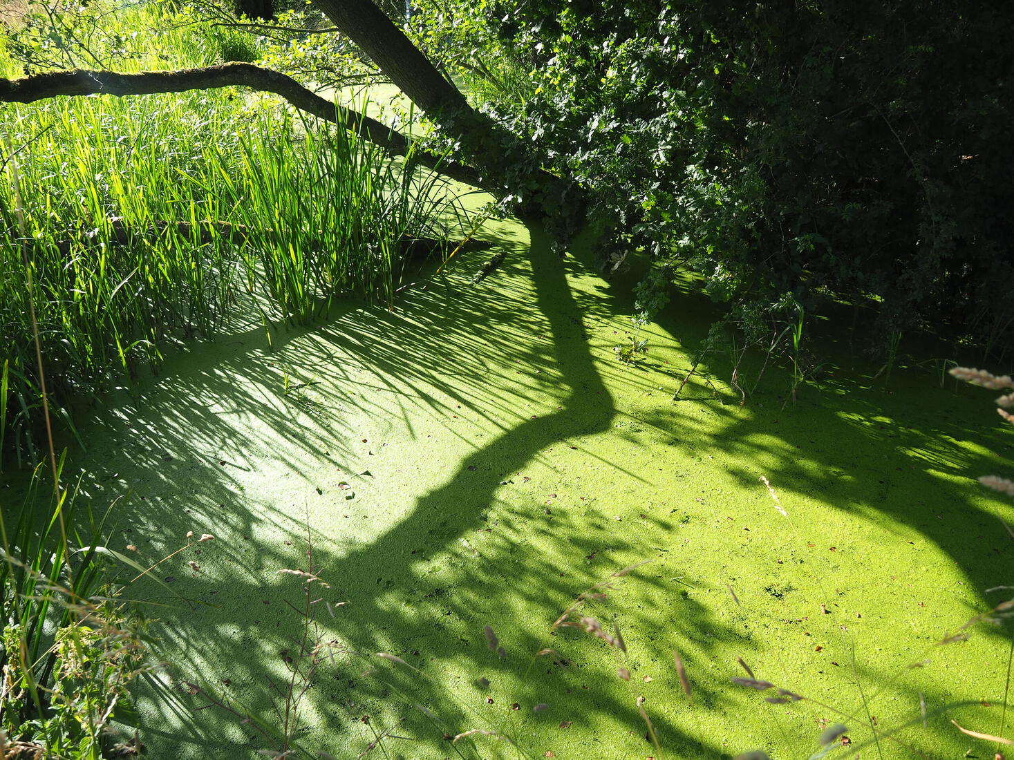 Groen landschap