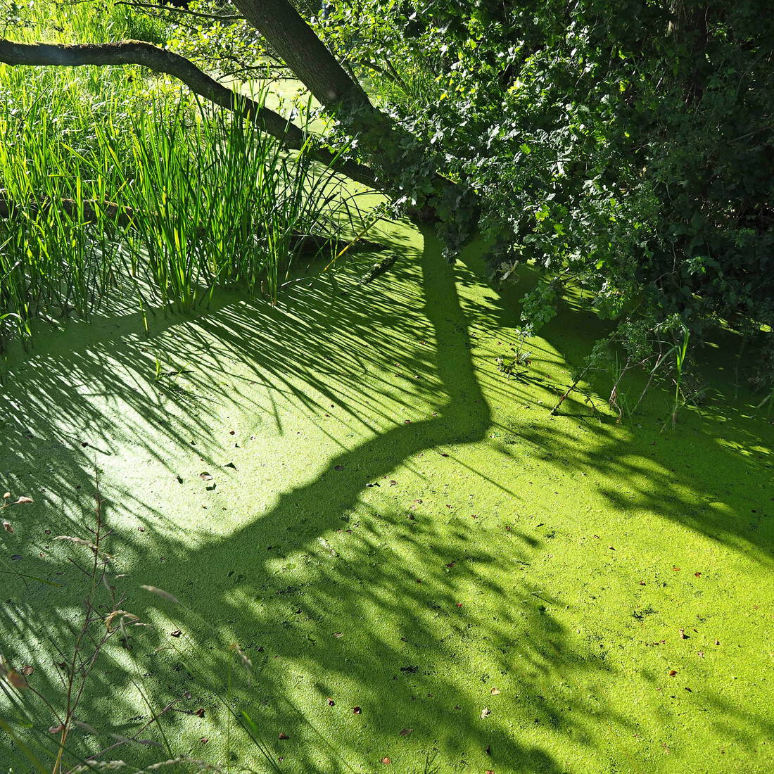 Groen landschap