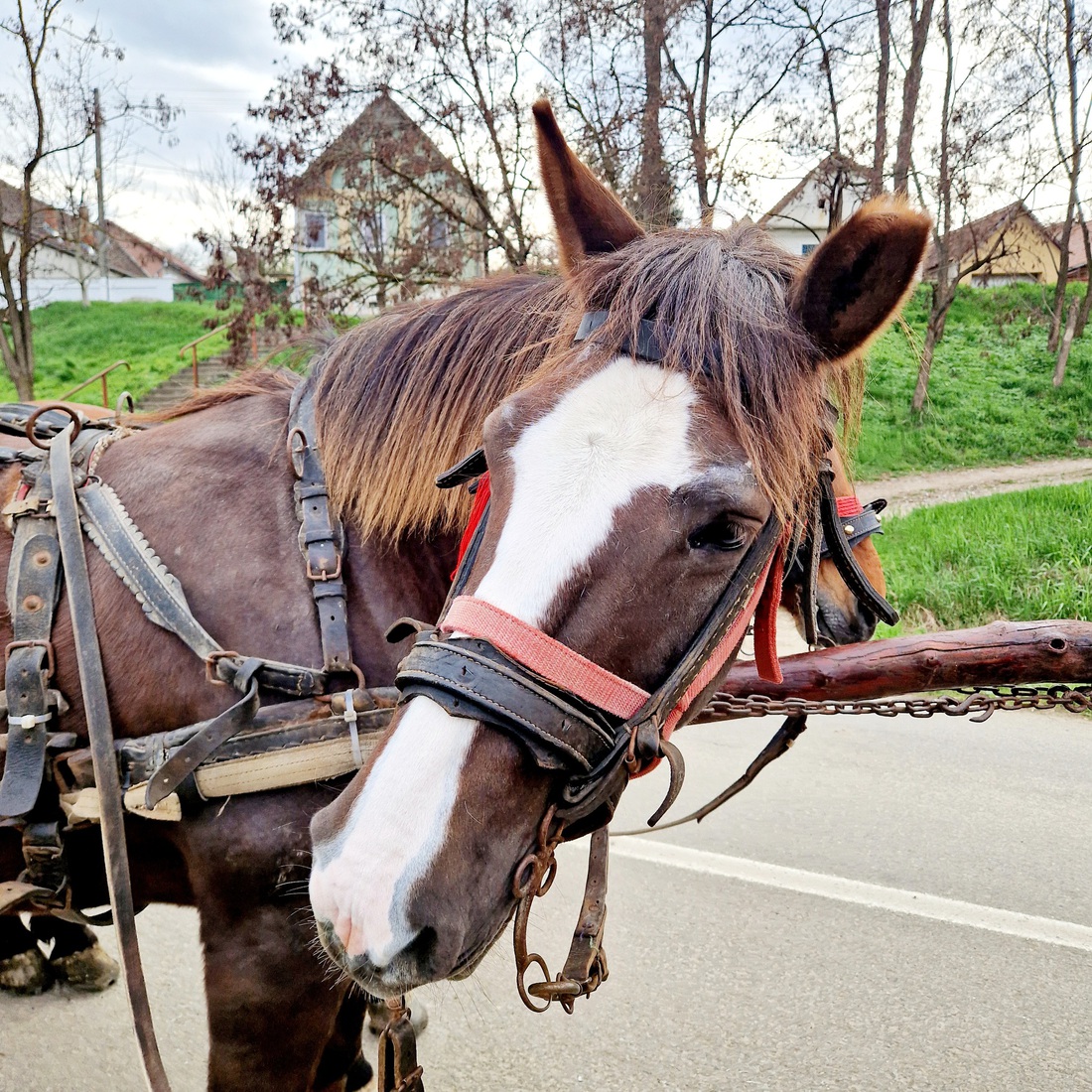 Roemenië 34