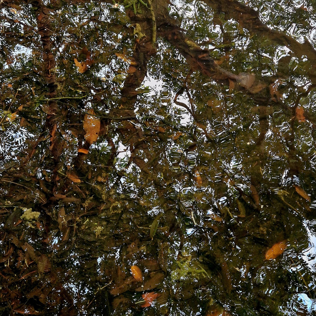 Sri Lanka 22