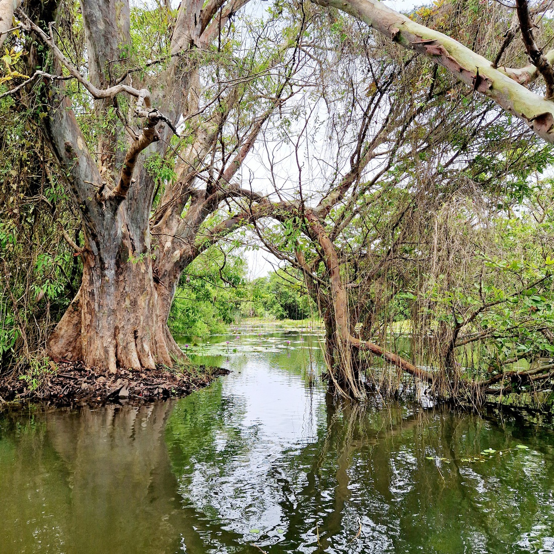Sri Lanka 25