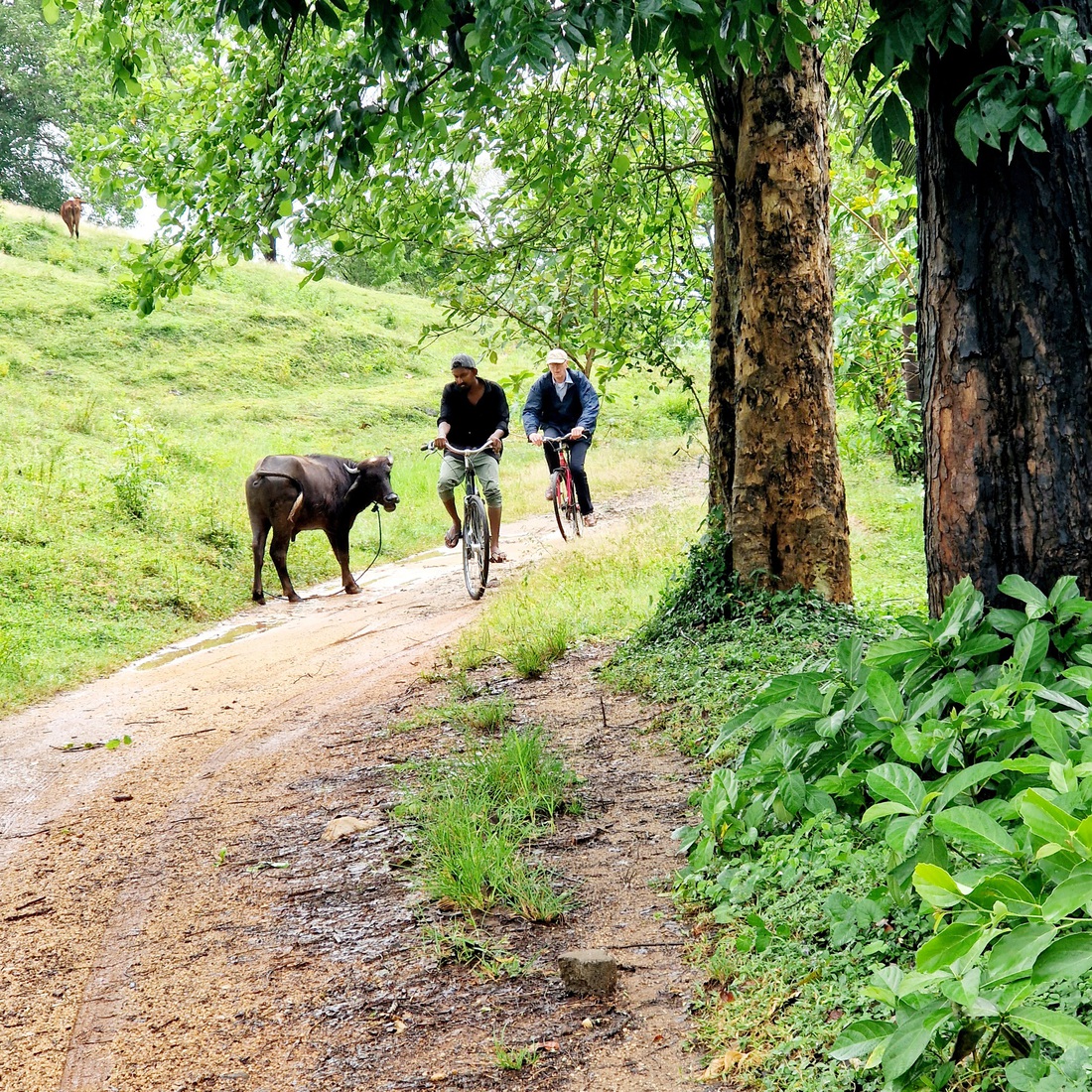 Sri Lanka 31