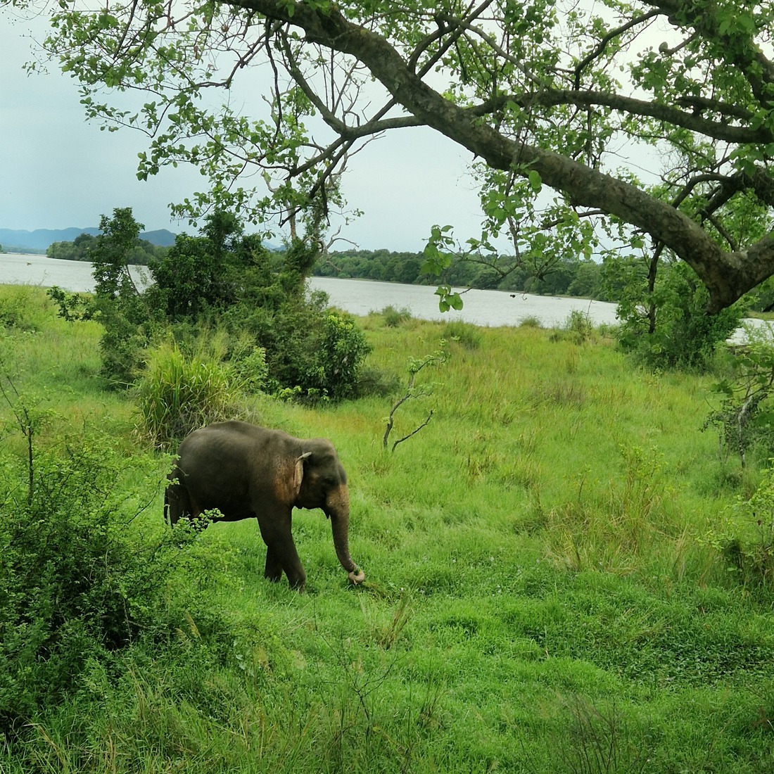 Sri Lanka 42
