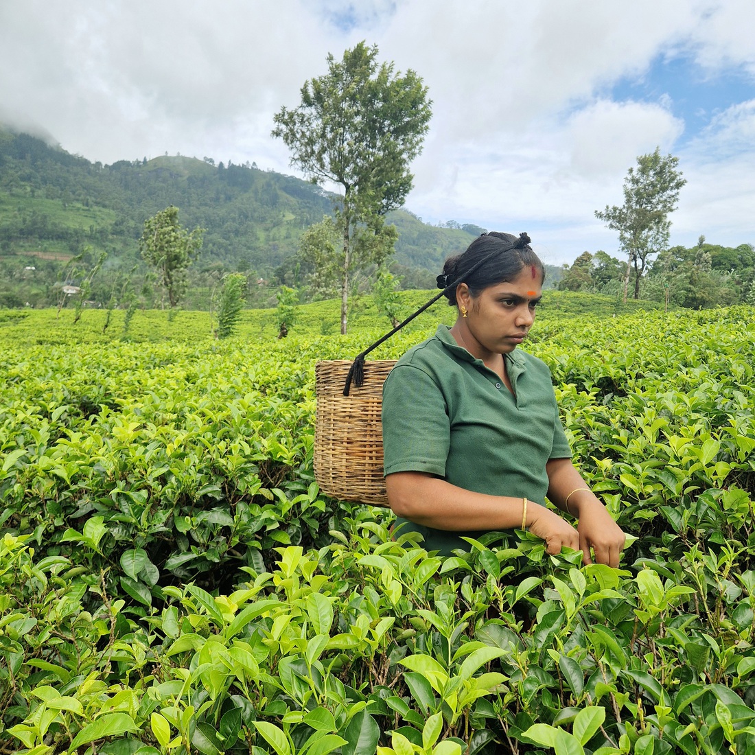 Sri Lanka 55