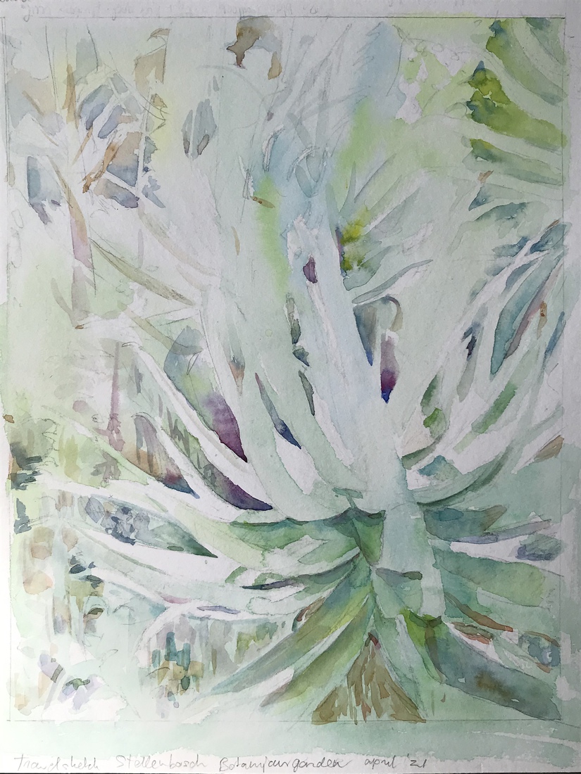 Virtual Travel Sketch Zuid-Afrika Stellenbosch Botanicalgarden
