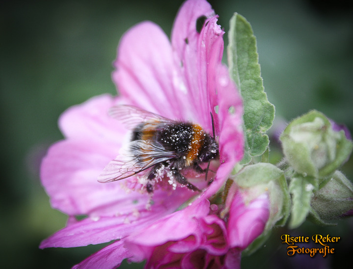 Hommel