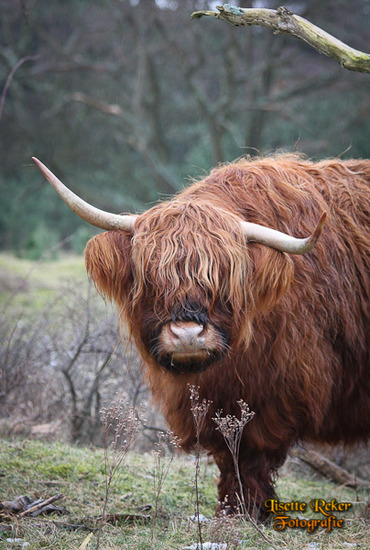 Schotse Hooglander
