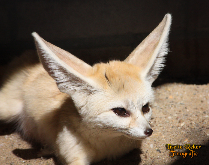 Fennek