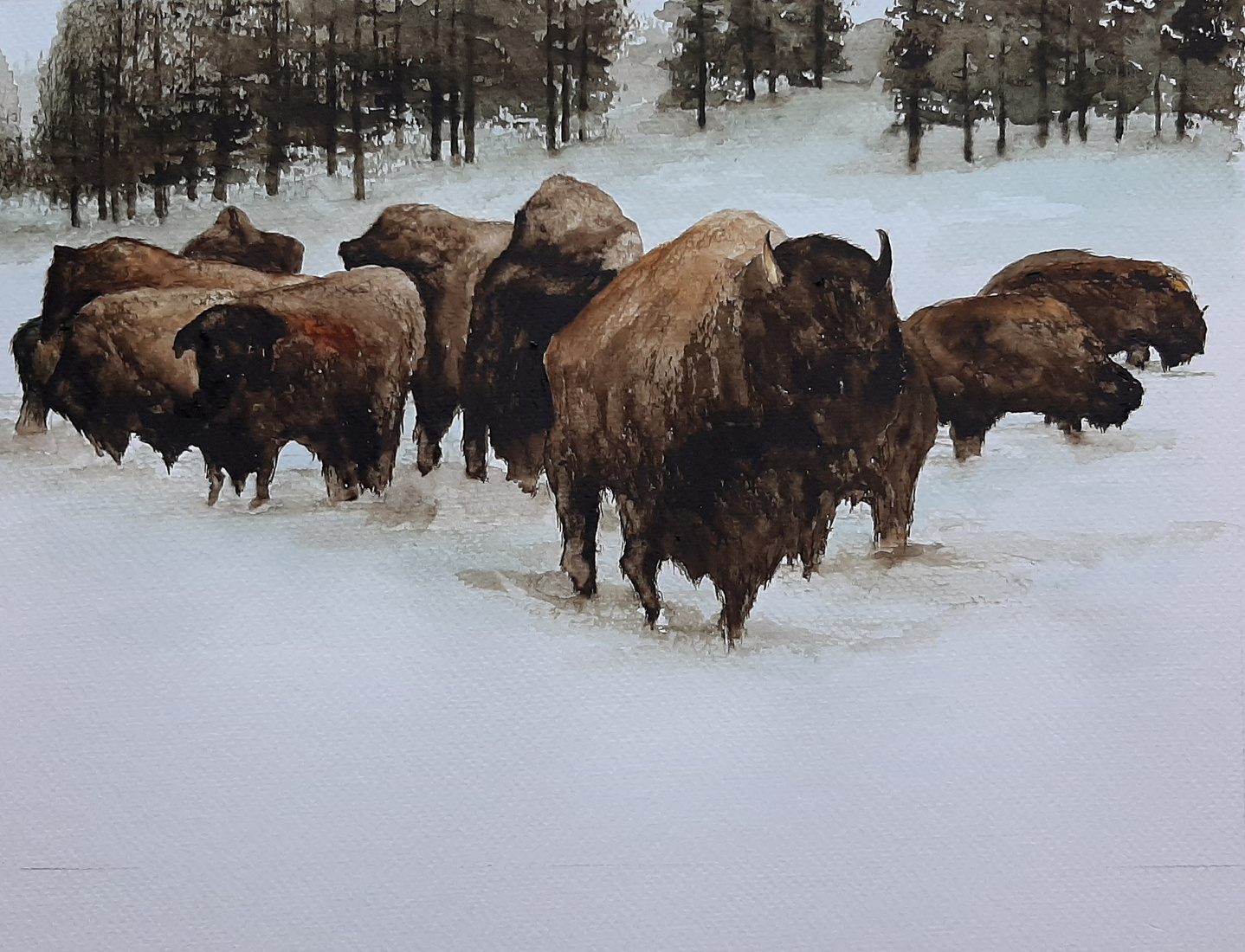 Bisons Yellowstone National Park, winter scene 4