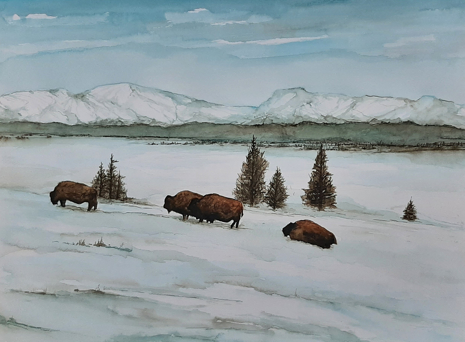 Bisons Yellowstone National Park 6, winter scene