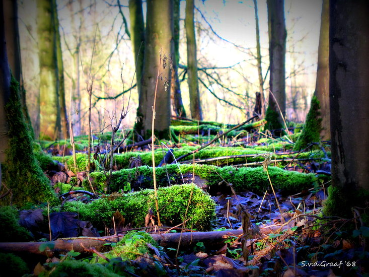 Natuur/bos