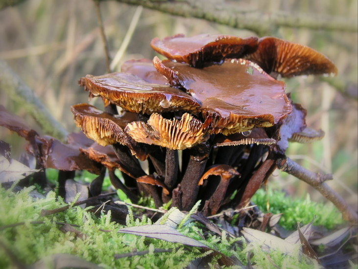 Natuur/bos
