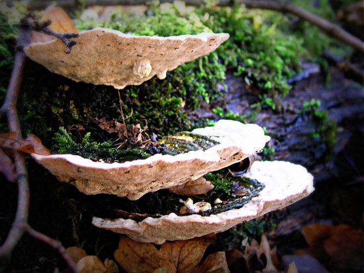 Natuur/bos