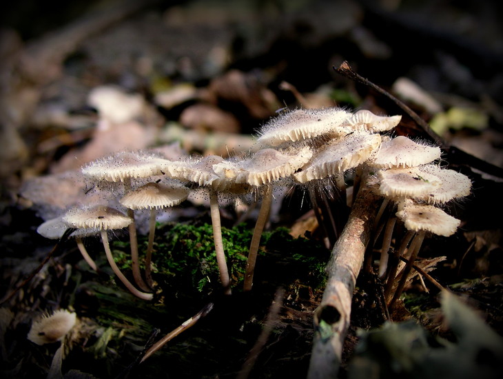 natuur bos