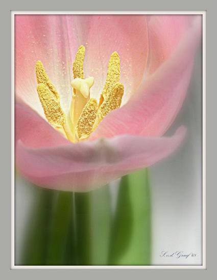 Roze tulp