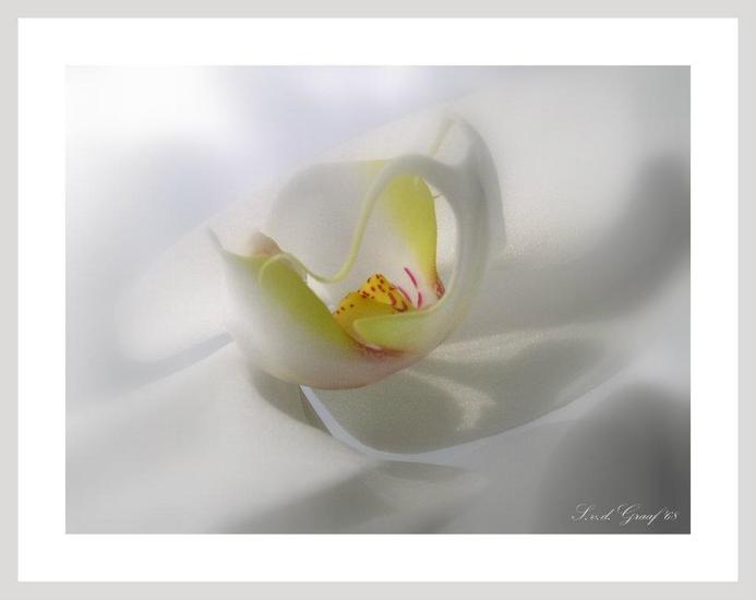 Orchidee wit
