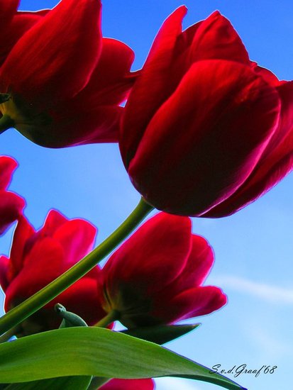 Tulpen rood