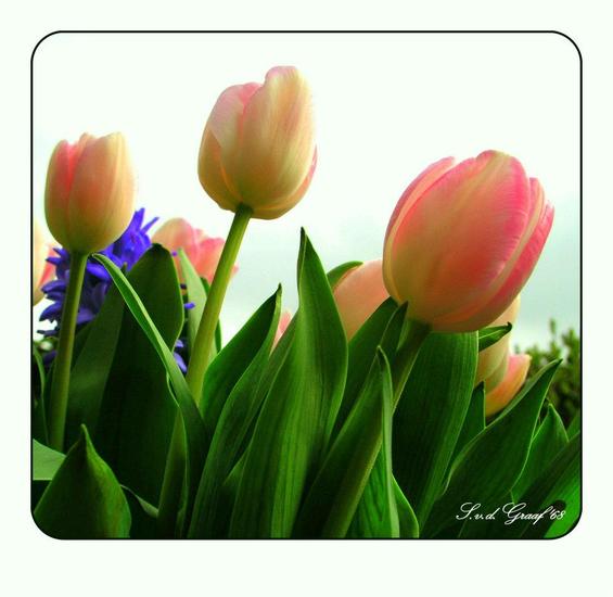 tulpen
