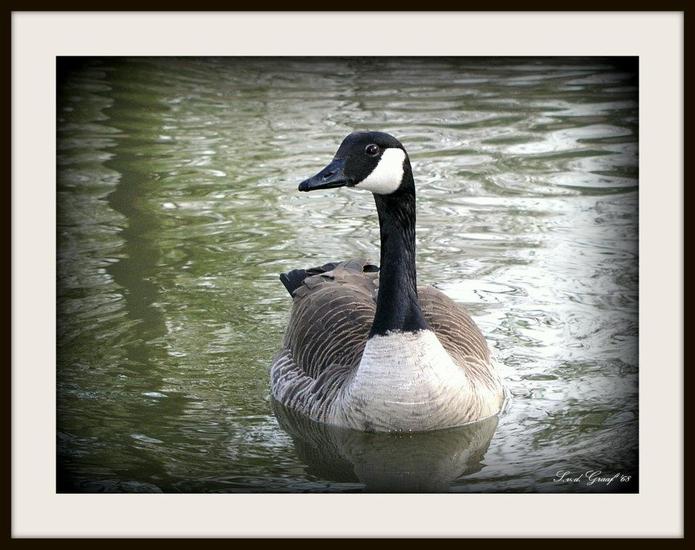 Canadese gans