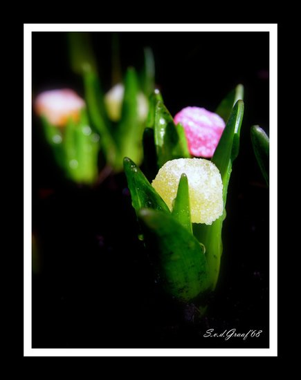 Fantasie bloem