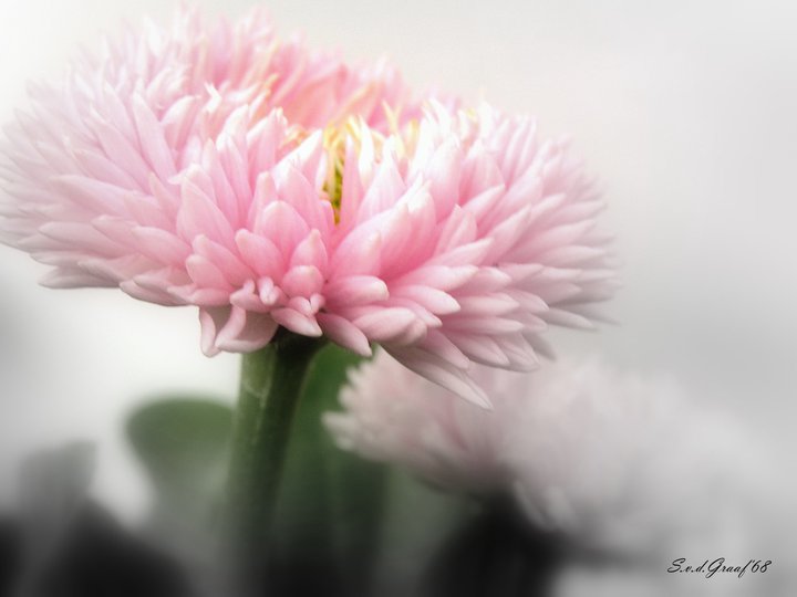Roze bloem