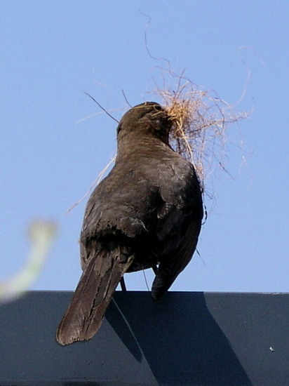 Nest bouwen