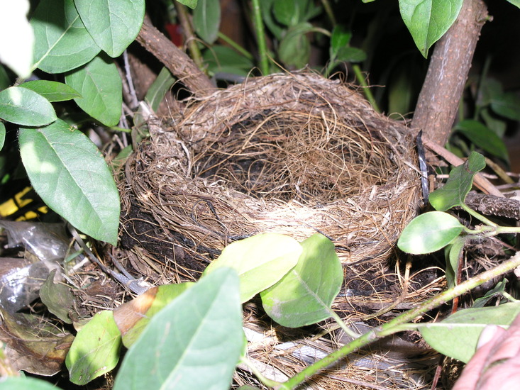 Het nest