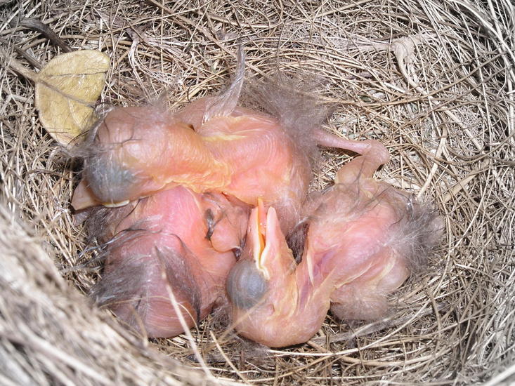 3 kleine baby merels