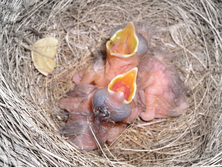 Honger!